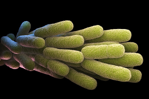 How is Legionella Transmitted and Where is it Commonly Found